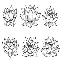 Elegant lotus flower illustration in black and white
