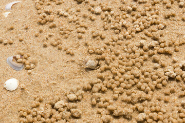 Sand crab creating intricate patterns with balls, showcasing its natural habitat and behavior.