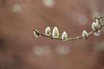 A branch with a few buds on it