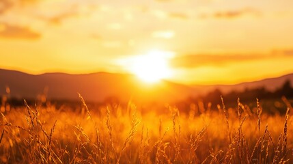 Fototapeta premium Golden sunset over a field