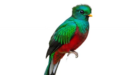 Obraz premium Resplendent Quetzal Perched Emerald and Crimson Plumage Against a Stark White Backdrop