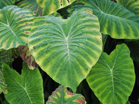 Alocasia odora asian taro or giant upright elephant ear,	