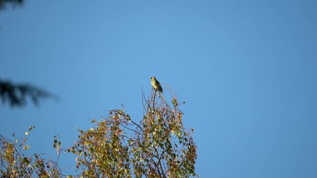 European green woodpecker (Picus viridis) standing on top of a autumn colored birch tree top with bright blue background, North Rhine-Westphalia, Germany