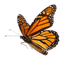 Fototapeta premium butterfly on a white background