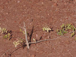 Trees grow in laterite soil.