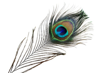 Fototapeta premium A peacock feather isolated on white background PNG