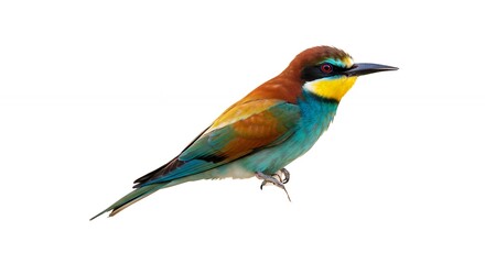 Vibrant European Beeeater Perched Against White Background Detailed CloseUp