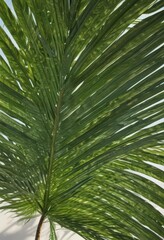 Fototapeta premium Intricate green palm leaf, sunlit, smooth surface, visible fibers, exotic, vibrant