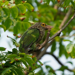 The Lineated Barbet is a large, vibrant bird with green plumage and bold black stripes on its face. Found in South and Southeast Asia, it feeds on fruits and often makes a distinctive 