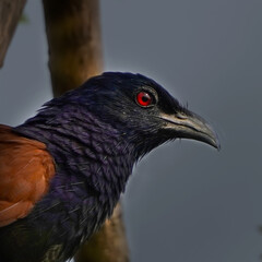 The Greater Coucal is a large, non-parasitic cuckoo with glossy dark plumage, a rufous-brown back, and a long tail. Found in South Asia, it prefers dense vegetation and is known for its deep, resonant