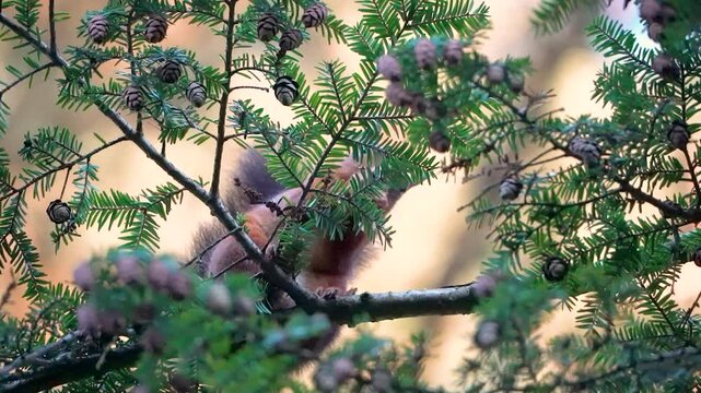 Eurasian red squirrel (Sciurus vulgaris) jumping and running away to a different branch and eating pine cone seeds, North Rhine-Westphalia, Germany