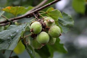Obraz premium Hanging cluster of immature Paulownia fruit on branch with fresh, green leaves, showing textured husks and moisture droplets