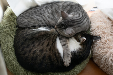 窓辺で眠る可愛い二匹の猫	