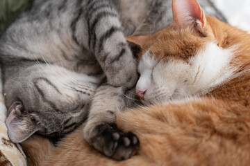 窓辺で眠る二匹の猫	