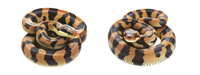 Obraz premium Coiled yellow and black patterned snake, isolated on white transparent background, reptiles or wildlife, symbolizing Chinese Lunar New year