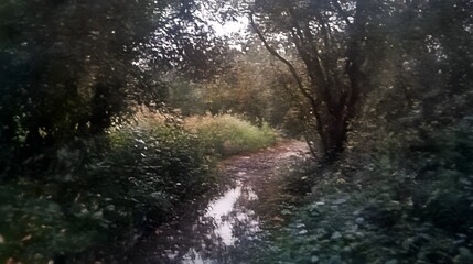 Fototapeta premium A secluded, shadowy woodland pathway through dense foliage.