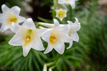 雨に濡れて雨粒の残る白いテッポウウユリの花