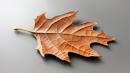 Textured leaf with an intricate pattern of veins and edges, showcasing the fine natural details that make up its structure.