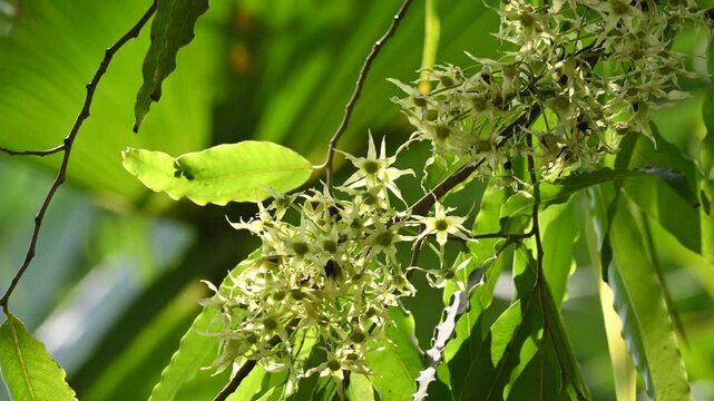Polyalthia longifolia tree flowers. It's tree other names Ashoka, glodokan, glodogan tiang, False Ashok Tree. 
The bark of this trees is used in making many Ayurvedic medicines.
