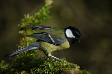 great tit (Parus major) beautiful British wild birds