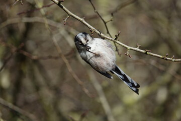 long tailed tit (Aegithalos caudatus) beautiful British wild birds