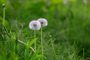 北海道由仁町、ふわふわの綿毛に覆われたタンポポ【5月】