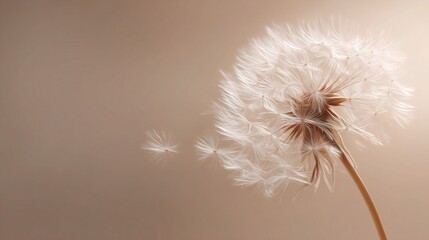 Delicate Dandelion Fluff Floating Gently on a Soft Beige Background