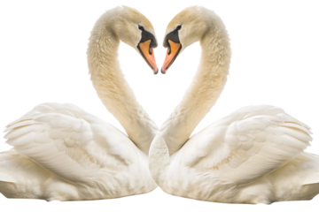  two-swan-romantic- isolated on white background PNG