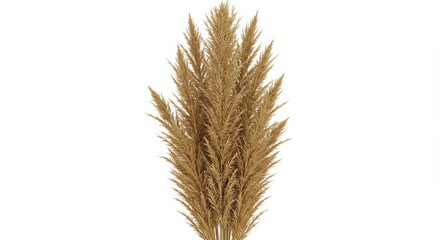 Fototapeta premium Aesthetic pampas grass arrangement isolated on white background, perfect for decoration