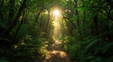 Obraz premium Sunlight filtering through trees in a dense forest path