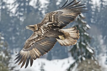 Obraz premium Majestic eagle soaring through a snowy landscape.