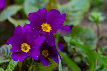 Vibrant purple flowers blooming in a sunny garden setting