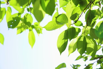 新緑の桜の葉のクローズアップ　空背景