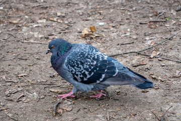 Pigeon foraging on the ground in a city park during springtime