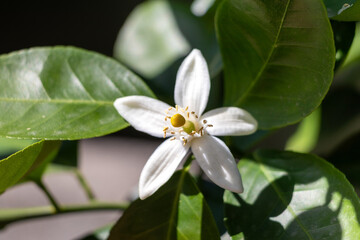 柑橘類の木に咲いた白い花
