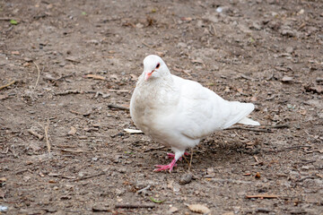 White bird observed on the ground in a natural setting
