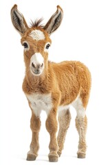 Fototapeta premium Adorable young donkey
