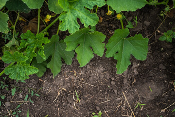Closeup of fresh pumpkin leaves growing in cultivated dark soil outdoors