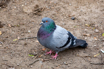 Pigeon foraging on the ground in a city park setting