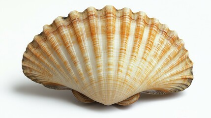 Close-up of a scallop shell, showing intricate ribbed pattern