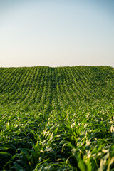 Vibrant rolling cornfield landscape with rhythmic rows of green plants at sunset