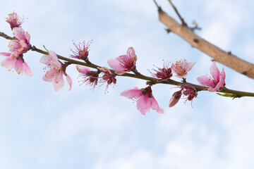 Beautiful Pink Peach Blossoms in a Garden, Pink Peach Flowers Blooming on Peach Tree, Beautiful peach flowers close up - as background, Flowering branch of fruit flower closeup