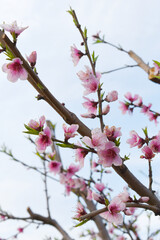 Beautiful Pink Peach Blossoms in a Garden, Pink Peach Flowers Blooming on Peach Tree, Beautiful peach flowers close up - as background, Flowering branch of fruit flower closeup
