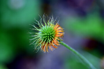 Welkende Blüte eines Roten Nelkenwurz