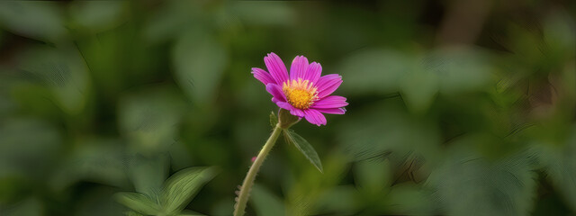 Obraz premium Close-Up View of a Flower in Full Bloom with Delicate Petals and Natural Light
