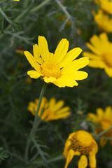 Bright Yellow Crown Daisy, Close-up of a Bright yellow crown daisy flower, blooming in nature, Close-up shot of beautiful yellow Crown Daisy flower (Chrysanthemum coronarium), Crown Daisy,