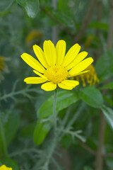 Bright Yellow Crown Daisy, Close-up of a Bright yellow crown daisy flower, blooming in nature, Close-up shot of beautiful yellow Crown Daisy flower (Chrysanthemum coronarium), Crown Daisy,
