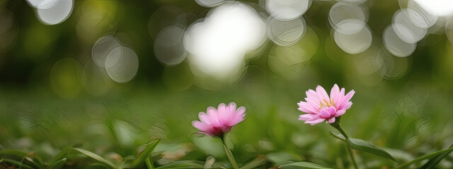 Obraz premium Macro Photography of Blooming Flower Petals with Natural Soft Focus