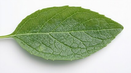 Obraz premium Close-Up of a Single Light Green Leaf on White Background