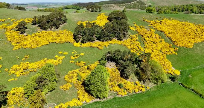 Gorse Shrub with Yellow Flowers in Scottish Countryside. Aerial Drone Footage